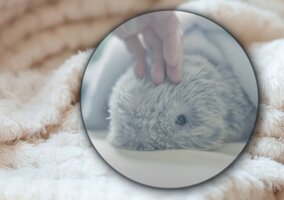 Miniatura: Nie szczeka, nie miauczy, a reaguje na...