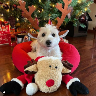 Miniatura: Psy też uwielbiają święta. Te zdjęcia są...