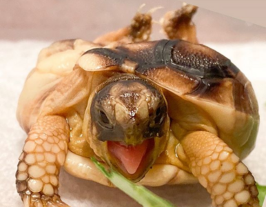 Miniatura: Żółw urodził się z deformacją kręgosłupa....