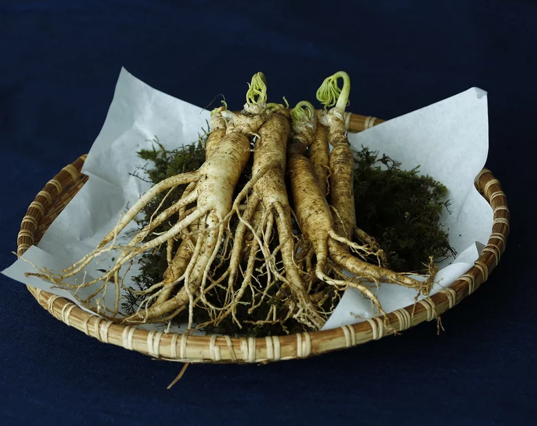 Miniatura: Żeń-szeń właściwy (Panax ginseng) -...