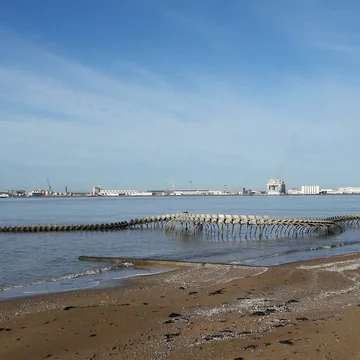 Serpent D'ocean 