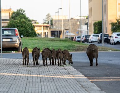 Miniatura: Dziki opanowały górskie kurorty. Winni są...