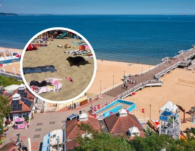 Miniatura: Niecodzienne spotkanie na polskiej plaży....