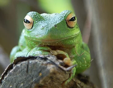 Miniatura: Złodziej wpadł, bo łup mu... kumkał