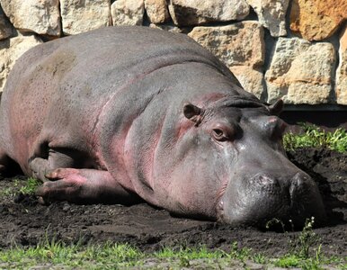 Miniatura: Koniec pewnej epoki. Odeszła Pelagia z...