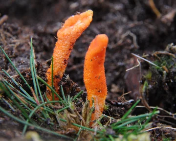 Maczużnik bojowy (Cordyceps militaris) 