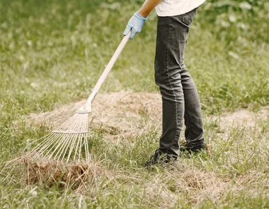 Miniatura: Zostawisz to na trawniku? W maju zobaczysz...