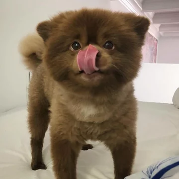 Pomeranian Bertie 