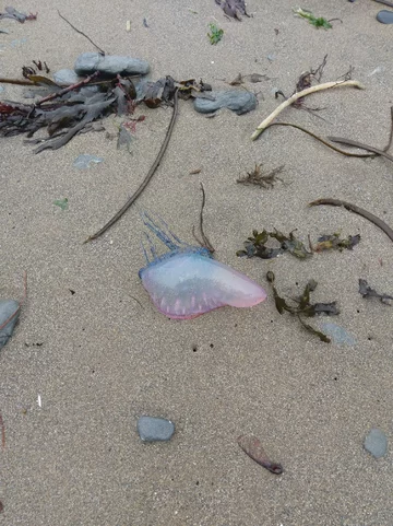 Żeglarz portugalski na plaży w Portholland 