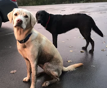 Olive i Mabel 
