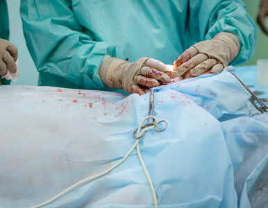 Miniatura: Jak wygląda chirurgia pacjentów z...