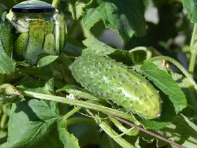 Miniatura: Te ogórki po kiszeniu są „chrupiące jak z...