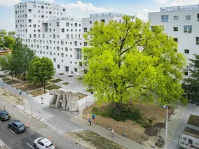 Miniatura: Topola, która przetrwała wojnę, walczy...