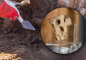 Miniatura: Budowali autostradę, trafili...