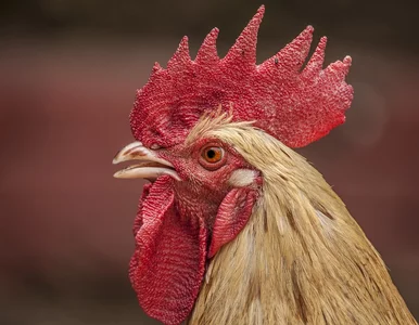 Miniatura: Gumowy kurczak śpiewający Despacito. To...