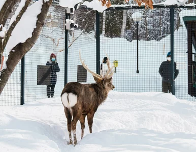 Miniatura: Rzadki gatunek pojawił się w polskim zoo....