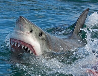 Kobieta zaatakowana przez rekina u wybrzeży Wielkiej Brytanii....