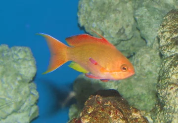 Papużak Pseudanthias squamipinnis 