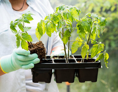 Miniatura: Wystarczy to zblendować. Podlewaj raz na 2...