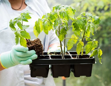 Miniatura: Wystarczy to zblendować. Podlewaj raz na 2...