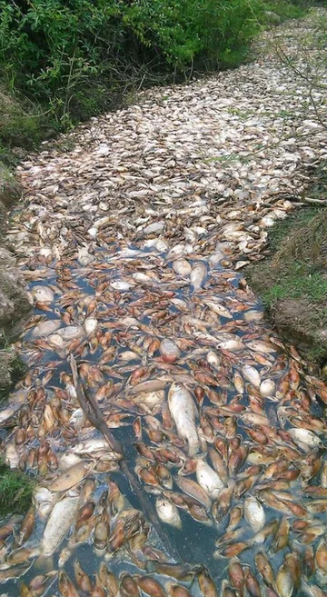 Śnięte ryby w rzece Confuso 