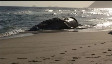 Humbak wyrzucony na plaży w Rio de Janeiro 