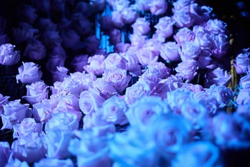 Pokaz mody Macieja Zienia 