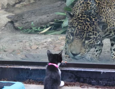 Miniatura: Zwierzęta ze schroniska zabrano na...