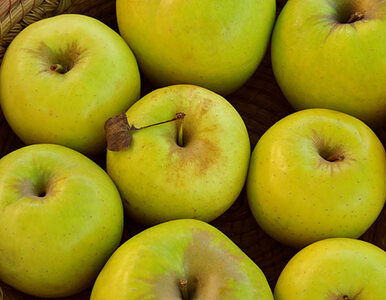 Miniatura: Gwiazdy zachęcają do jedzenia polskich jabłek