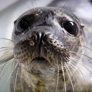 Foka uratowana przez organizację Seal Rescue Ireland 