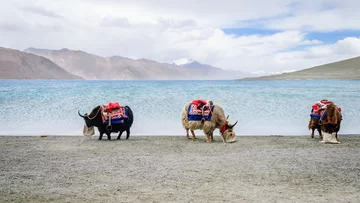 Jaki nad jeziorem Pangong - finałowe zdjęcie Smithsonian Photo 2017 