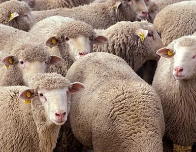 Miniatura: Brytyjczycy nie liczą już baranów, tylko...