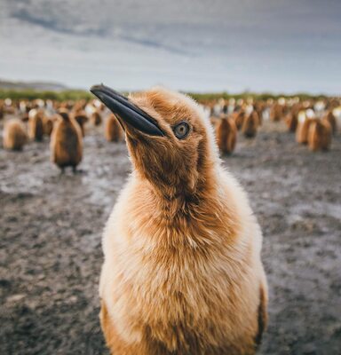Miniatura: Pingwiny w obiektywie Davida Merrona