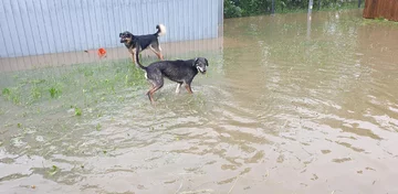 Schronisko dla zwierząt „Czekadełko” 