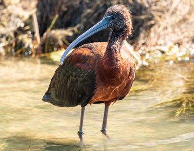 Miniatura: Polskie bagna przyciągnęły rzadkiego...