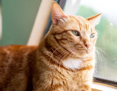 Miniatura: Nieznany rozdział historii kotów. Naukowcy...