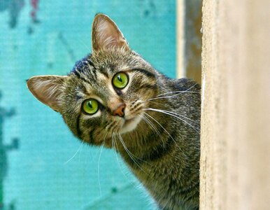 Miniatura: QUIZ z wiedzy ogólnej o kotach. Już...