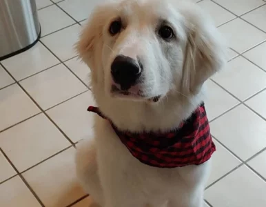 Miniatura: Pies uratował ich przed pożarem. „Nasz dom...