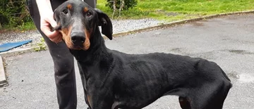 Pies, który trafił pod opiekę ISPCA 