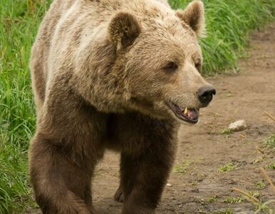 Miniatura: Wrony i niedźwiedzie... atakują Rosjan