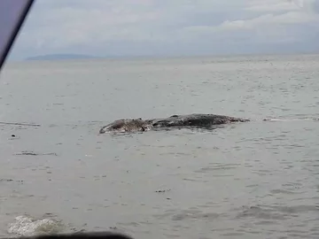 Zwierzę znalezione na plaży w Maasin 