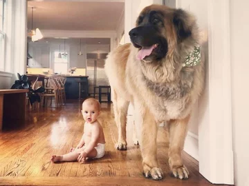 Lamont i jego przyjaciele 