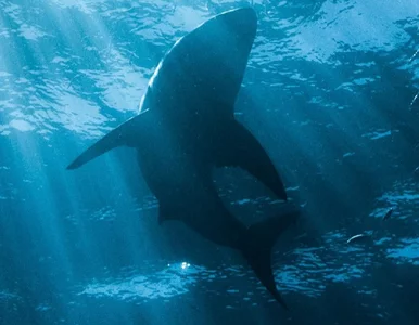 Miniatura: Myśleli, że to rekin wielorybi. Prawda...