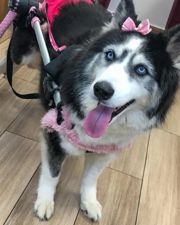 Suczka Maya 