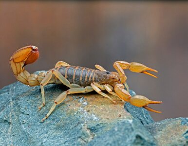 Miniatura: Rośnie liczba ataków skorpionów w...