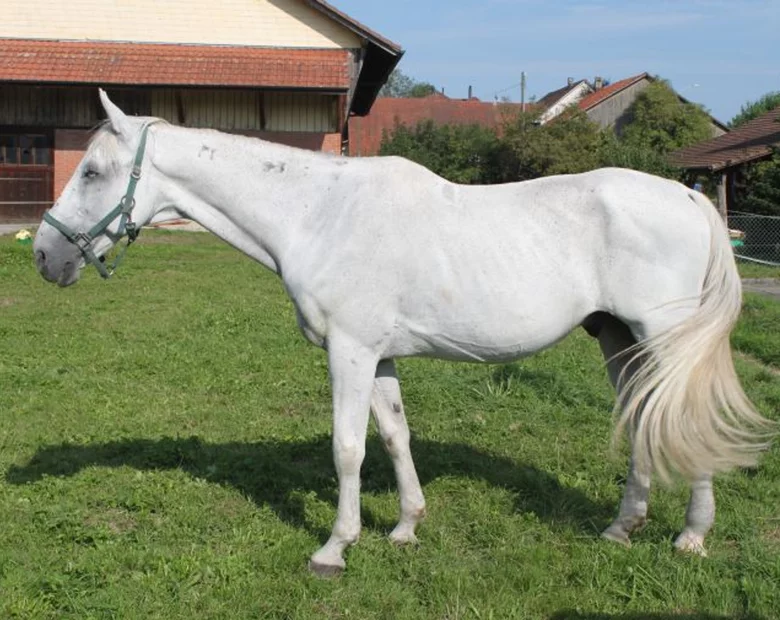 Miniatura: Pijany chwycił człowieka na lasso i...