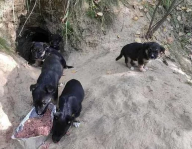 Miniatura: 11 szczeniąt konało w lisiej norze....