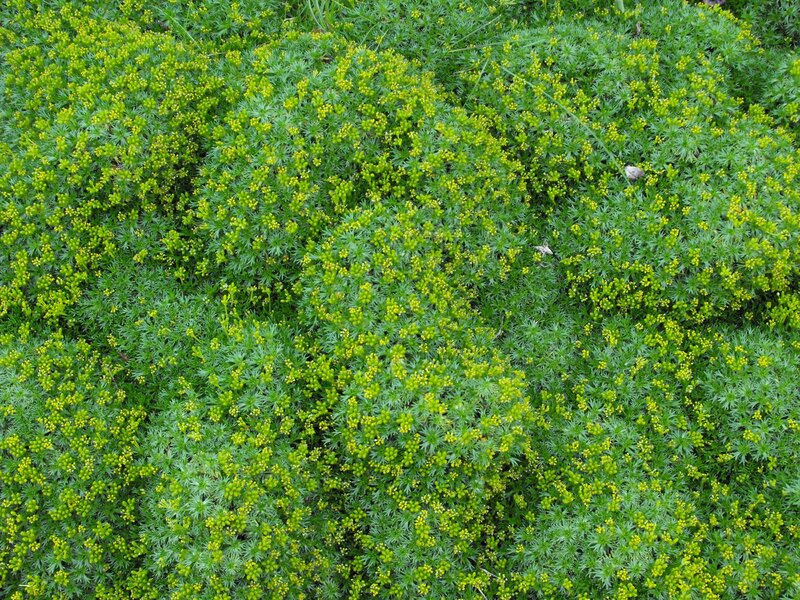 Azorella trójwidlasta w ogrodzie botanicznym w Akureyri na Islandii