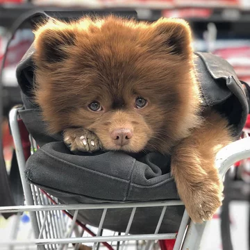 Pomeranian Bertie 