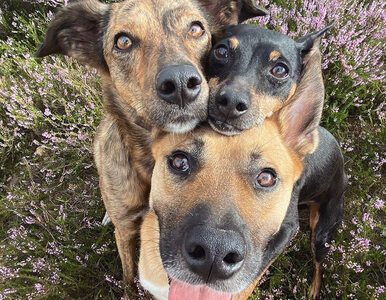 Miniatura: Te psy potrafią naśladować pozy ze zdjęć....